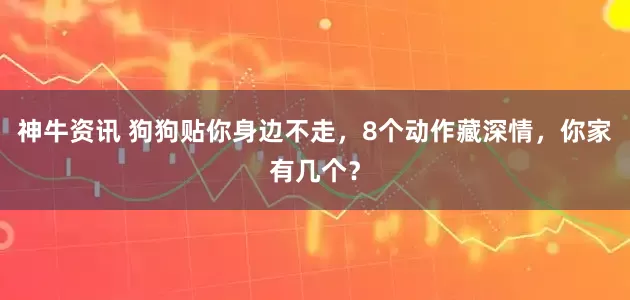 神牛资讯 狗狗贴你身边不走，8个动作藏深情，你家有几个？